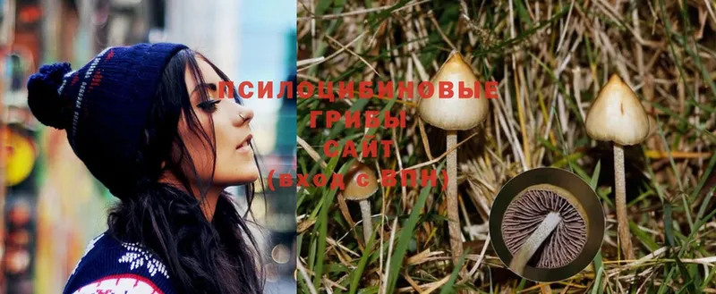 Галлюциногенные грибы Magic Shrooms  купить закладку  Буйнакск 